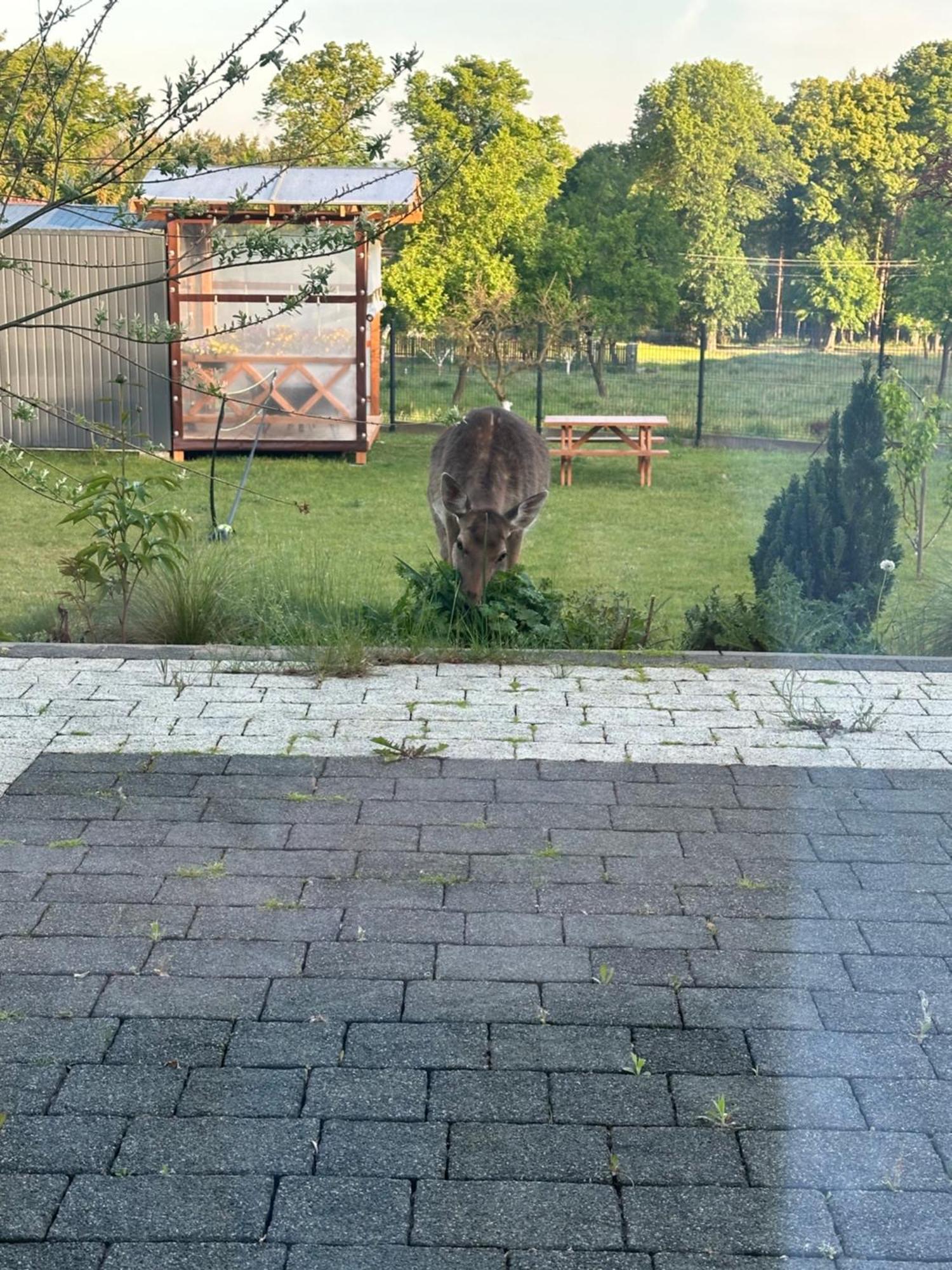 Swiety Spokoj Bielinek Cedynia エクステリア 写真
